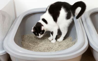 my cat is leaking poop|Bowel Incontinence in Cats 